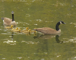 goose family