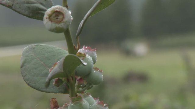 Rack focus, close up of blueberry plant