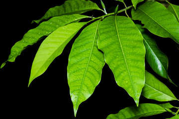 rain drop on leaf. on black background