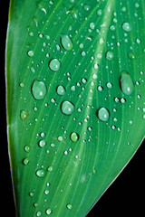 rain drop on leaf. on black background