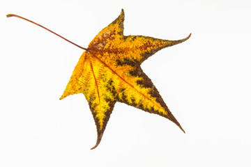 Autumn colored Liquidambar styraciﬂua leaf isolated