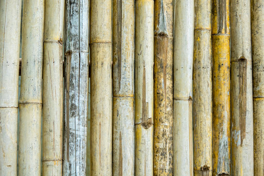 Bamboo trunk background and texture