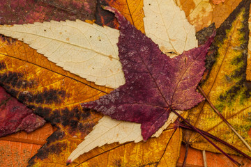 Colorful autumn leaves background
