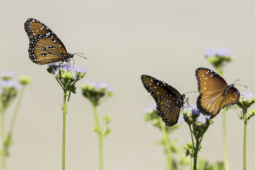 Three Queen Butterflies perched on flowers with tan background