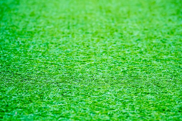 Fototapeta premium Green grass floor texture background