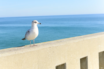 Wrightsville Beach, NC