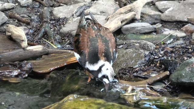 Ruddy Turnstone ( Arenaria interpres ) shorebird near water