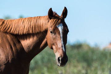     Beautiful brown horse, head, profile 
