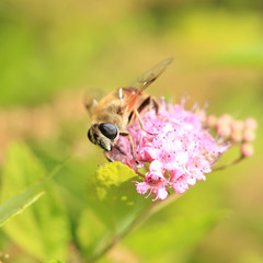 Bee