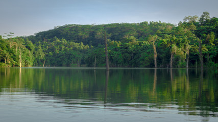 dead tree in the middle of the lake surrounded by dense forest