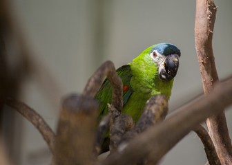 Red-shouldered Macaw (Diopsittaca nobilis)