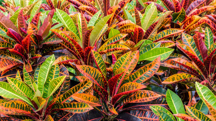 Obraz premium Garden Croton Leafs. For background usage.