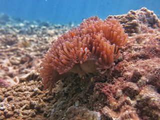 Naklejka na ściany i meble clownfish and sea anemones found in coral reef area at Redang island, Malaysia