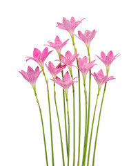 Naklejka na ściany i meble Isolated pink flower on white background with clipping path