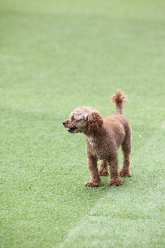 Puppies in the playground