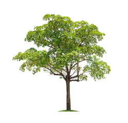 Isolated tree on white background
