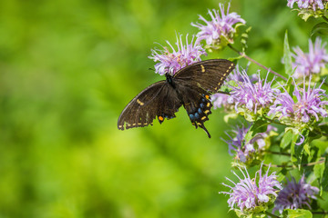 
Spicebush Swallowtail (Papilio troilus) butterfly with a broken wing perched on bee balm flower