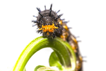 Caterpillar of blue pansy butterfly ( Junonia orithya Linnaeus ) resting on twig with white background