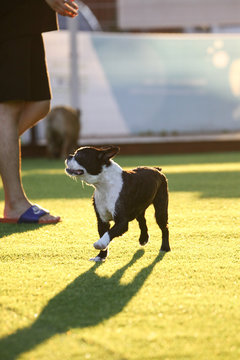 Puppies in the playground