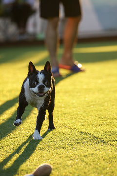 Puppies in the playground