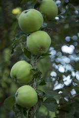 Close Up Vertical View of Green Apples / Leaves Growing on Branch, Shallow Field of Depth/Soft-Focus Background, Daytime