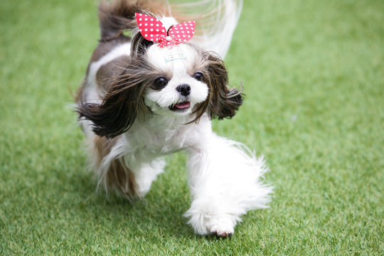 Puppies in the playground