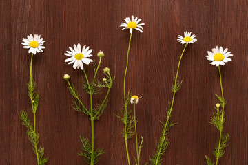 White chamomiles on brown wooden background