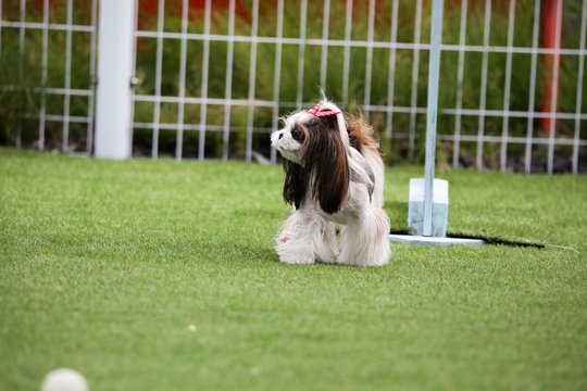 Puppies in the playground