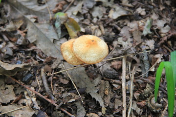 地面から生えた小さなキノコ(埼玉県)