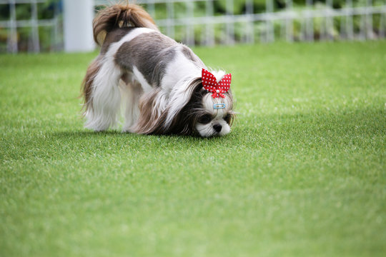Puppies in the playground