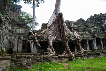 tree on temple