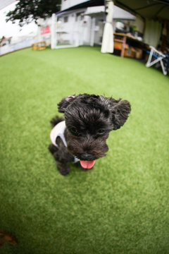 Puppies in the playground