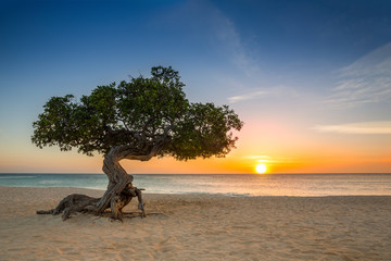 Divi Divi tree on Eagle Beach. The famous Divi Divi tree is Aruba's natural compass, always pointing in a southwesterly direction due to the trade winds that blow across the island - obrazy, fototapety, plakaty