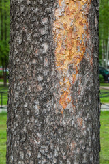 Fototapeta premium Texture of pine bark