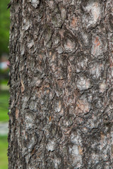 Texture of pine bark