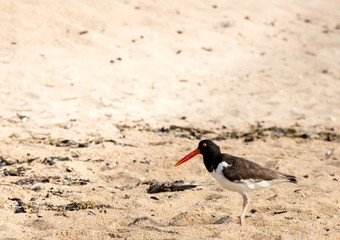 American Oystercatcher (Haematopodidae) on the beach