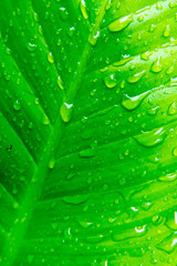 Green natural leaf with dropping water texture and background
