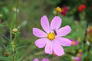 Obraz premium Kosmeja