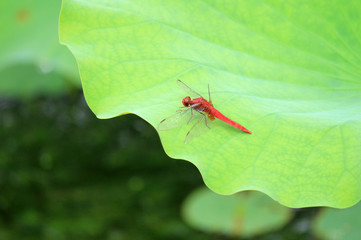 赤とんぼ