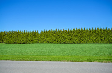 Green long untrimmed hedge on blue sky background with mowed lawn and asphalt road in front