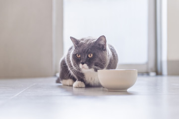 British Shorthair cat eating