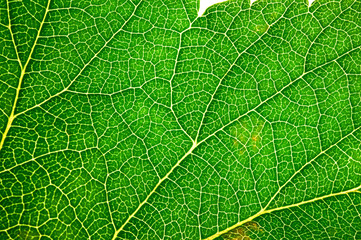 Obraz premium Green leaf texture. Leaf skeleton background.
