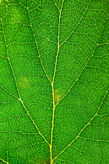 Fototapeta na wymiar Green leaf texture. Leaf skeleton background.