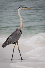 Great Blue Heron walking on a beach
