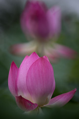 홍연, Lotus flower