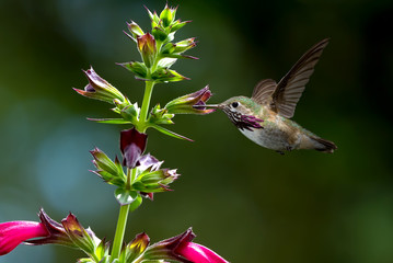 Hummingbird over bright summer background