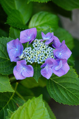 額紫陽花