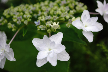 額紫陽花
