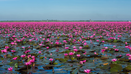 Obrazy na Plexi  Niesamowite i krajobrazowe jezioro różowej lilii wodnej w Tajlandii
