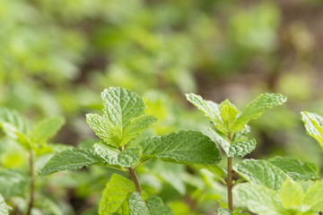 Peppermint plantation organic for background, Fresh mint growing at vegetables planting area